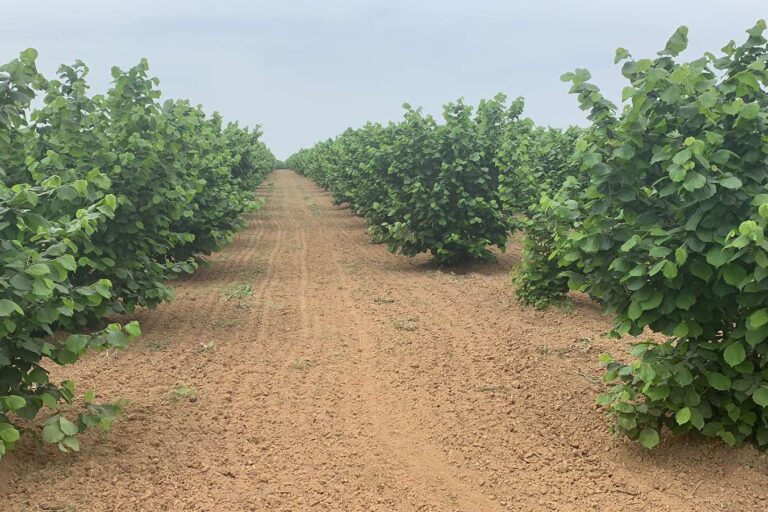 Leska – Tonda Team